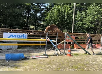 Französisches Reitpony, Wallach, 4 Jahre, 157 cm, Fuchs