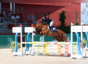 Französisches Reitpony, Wallach, 5 Jahre, 137 cm, Fuchs