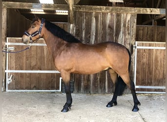 Französisches Reitpony, Wallach, 5 Jahre, 140 cm, Brauner