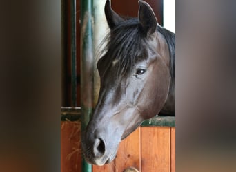Französisches Reitpony, Wallach, 5 Jahre, 147 cm, Rappe