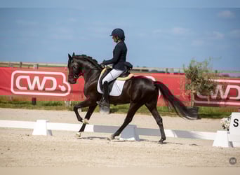 Französisches Reitpony, Wallach, 5 Jahre, 148 cm, Rappe