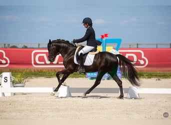 Französisches Reitpony, Wallach, 5 Jahre, 148 cm, Rappe