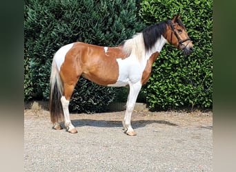 Französisches Reitpony, Wallach, 5 Jahre, 157 cm, Schecke