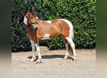 Französisches Reitpony, Wallach, 5 Jahre, 157 cm, Schecke