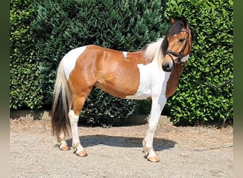 Französisches Reitpony, Wallach, 5 Jahre, 157 cm, Schecke