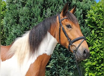 Französisches Reitpony, Wallach, 5 Jahre, 157 cm, Schecke