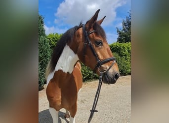 Französisches Reitpony, Wallach, 5 Jahre, 157 cm, Schecke