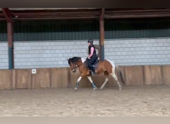 Französisches Reitpony, Wallach, 5 Jahre, 157 cm, Schecke