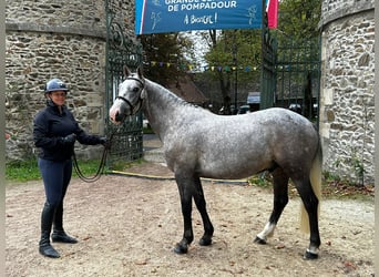 Französisches Reitpony, Wallach, 6 Jahre, 149 cm, Schimmel