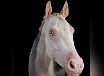 Französisches Reitpony, Wallach, 6 Jahre, Cremello