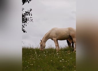 Französisches Reitpony, Wallach, 6 Jahre, Cremello