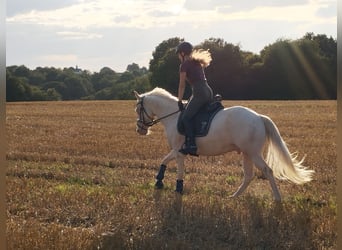 Französisches Reitpony, Wallach, 6 Jahre, Cremello