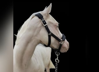Französisches Reitpony, Wallach, 6 Jahre, Cremello