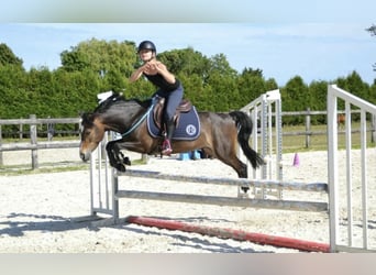 Französisches Reitpony, Wallach, 7 Jahre, 129 cm, Schwarzbrauner