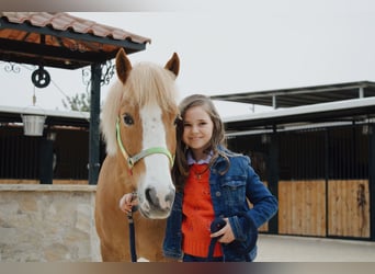 Französisches Reitpony, Wallach, 7 Jahre, Fuchs