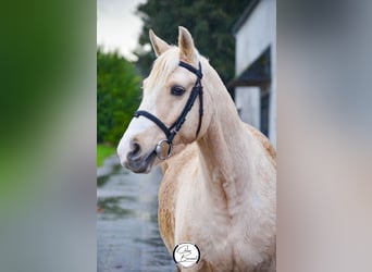 Französisches Reitpony, Wallach, 8 Jahre, 146 cm, Falbe