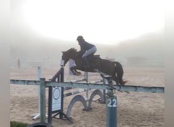 Französisches Reitpony, Wallach, 8 Jahre, 147 cm, Dunkelfuchs