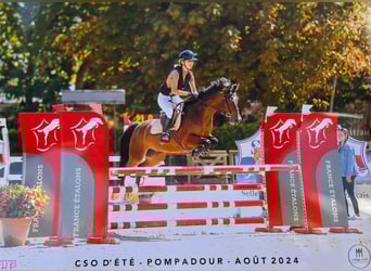 Französisches Reitpony, Wallach, 8 Jahre, 149 cm, Brauner