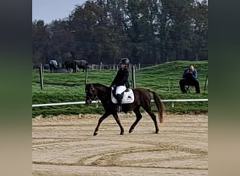 Französisches Reitpony, Wallach, 9 Jahre, 133 cm, Dunkelfuchs
