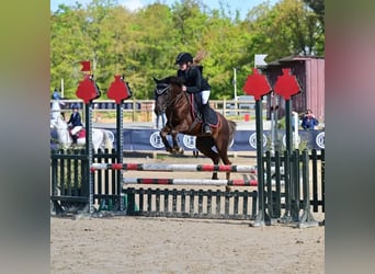 Französisches Reitpony, Wallach, 9 Jahre, 133 cm, Dunkelfuchs