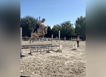 Französisches Reitpony, Wallach, 9 Jahre, 145 cm, Palomino