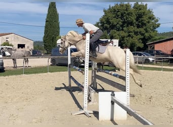 Französisches Reitpony, Wallach, 9 Jahre, 145 cm, Palomino