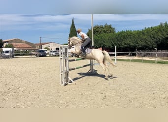 Französisches Reitpony, Wallach, 9 Jahre, 145 cm, Palomino