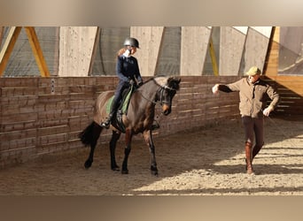 Französisches Reitpony, Wallach, 9 Jahre, 147 cm, Dunkelbrauner