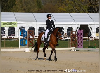 Französisches Reitpony, Wallach, 9 Jahre, 148 cm, Brauner