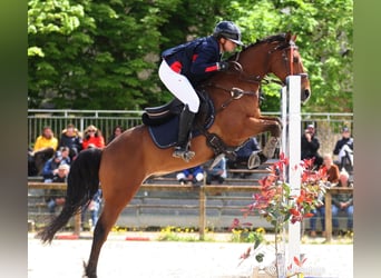 Französisches Reitpony, Wallach, 9 Jahre, 148 cm, Brauner