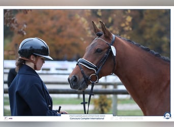 Französisches Reitpony, Wallach, 9 Jahre, 148 cm, Brauner