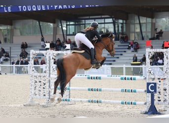Französisches Reitpony, Wallach, 9 Jahre, 149 cm, Brauner