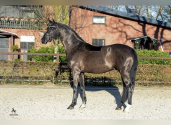 Hannoveraner, Hengst, 12 Jahre, 167 cm, Rappe