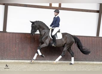 Hannoveraner, Hengst, 12 Jahre, 167 cm, Rappe