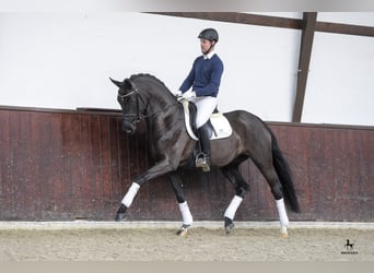 Hannoveraner, Hengst, 12 Jahre, 167 cm, Rappe