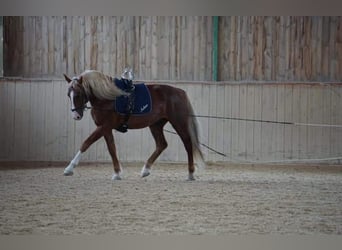 Frederiksborg, Caballo castrado, 14 años, 162 cm, Alazán