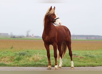 Frederiksborg, Étalon, 3 Ans, 158 cm, Alezan brûlé