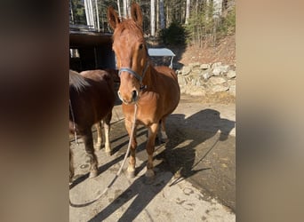 Frederiksborg, Gelding, 12 years, 15,2 hh, Chestnut-Red