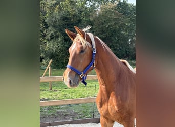 Frederiksborg, Gelding, 2 years, 15.3 hh, Chestnut-Red