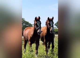 Frederiksborg, Gelding, 6 years, 15,2 hh, Chestnut-Red