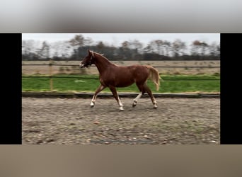 Frederiksborg, Jument, 2 Ans, 160 cm, Alezan brûlé