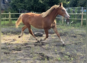 Frederiksborg, Jument, 2 Ans, 160 cm, Alezan