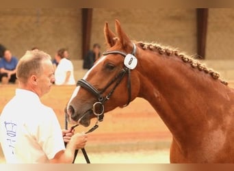 Frederiksborg, Jument, 4 Ans, 160 cm, Alezan