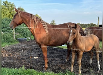 Frederiksborg, Jument, 4 Ans, 160 cm, Alezan