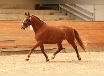 Frederiksborg, Jument, 4 Ans, 160 cm, Alezan