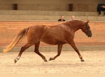 Frederiksborg, Jument, 4 Ans, 160 cm, Alezan