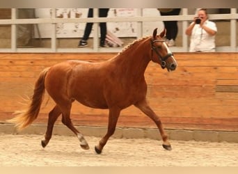 Frederiksborg, Jument, 4 Ans, 160 cm, Alezan