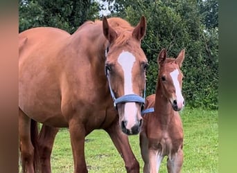 Frederiksborg, Mare, 18 years, 16 hh, Chestnut-Red