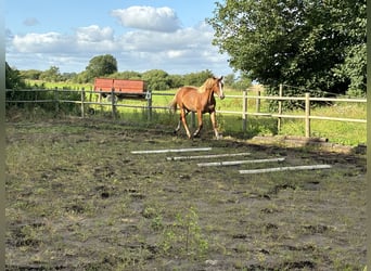 Frederiksborg, Mare, 1 year, 15,2 hh, Chestnut-Red