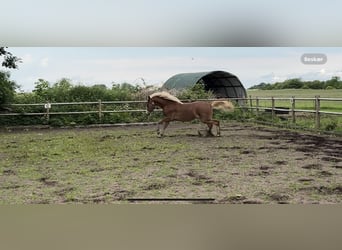 Frederiksborg, Mare, 1 year, 16,1 hh, Chestnut